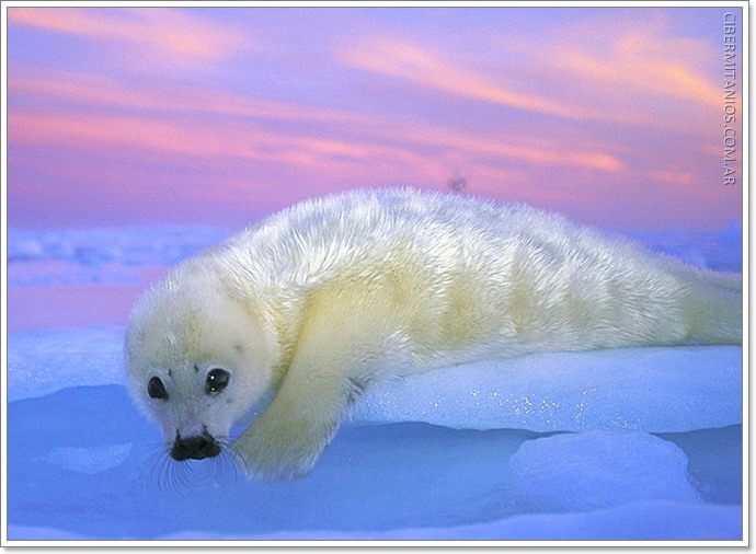 SU EXTINCION ES POR CAUSA DEL CALENTAMIENTO GLOBAL Y POR EL HOMBRE YA QUE DESTRUYE SU HABITA NATURAL