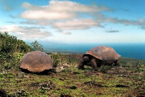 Las tortugas Galápagos, cuyo nombre científico es el de Geochelone nigra, son las tortugas más grandes que existen (más de 400 Kilos) y la más antigua debe tener más de 170 años.  Estas tortugas gigantes estuvieron distribuidas por todos los continentes, excepto Australia y la Antártica, pero hoy en día solo podemos encontrarlas en zonas delimitadas como las islas oceánicas de Las Galápagos y en la isla Aldagra de las Saychelles. Viven principalmente cerca de la costa sobre suelos cálidos y secos de lava bañados por el Océano Pacífico. Pueden alcanzar una longitud superior al metro y llegan a sobrepasar los 250 kilos. En Galápagos se han reconocido más de 15 subespecies de esta tortuga, aunque a día de hoy solo sobreviven 11 y todas ellas en peligro de extinción como consecuencia de la caza, la destrucción de su hábitat, etc. Se tiene conocimiento de tortugas que han sobrevivido hasta 14 meses sin comida ni agua. Las distintas subespecies de esta particular tortuga se diferencian en aspectos como la forma del caparazón, el tamaño, la longitud del cuello o la longitud de las extremidades. 