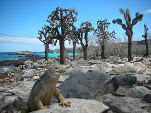En Santa Fe, Galápagos puedes encontrar un bosque de cactus gigantes habitado por iguanas