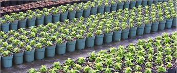 plantas lote para sembrar