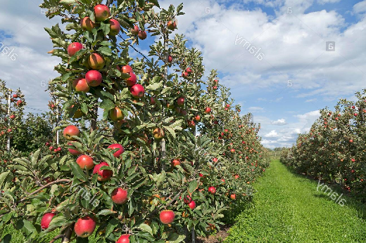 vectores, número de manzanas en cada árbol de un huerto