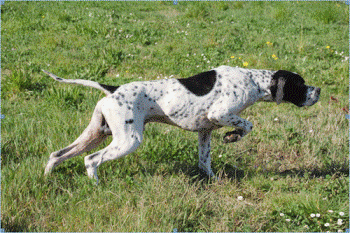 perro de búsqueda, indicando dirección