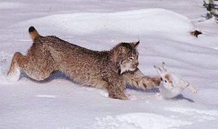 predador presa Lince Conejo
