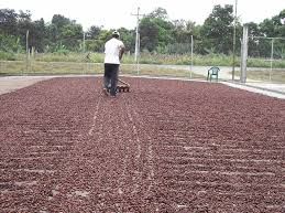 Secar Cacao 