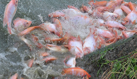cultivo Tilapia