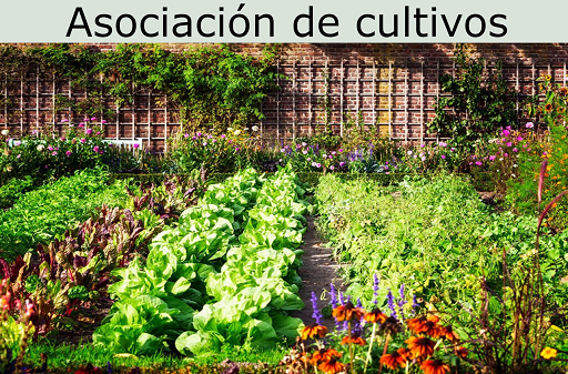 Cultivos Asociacion