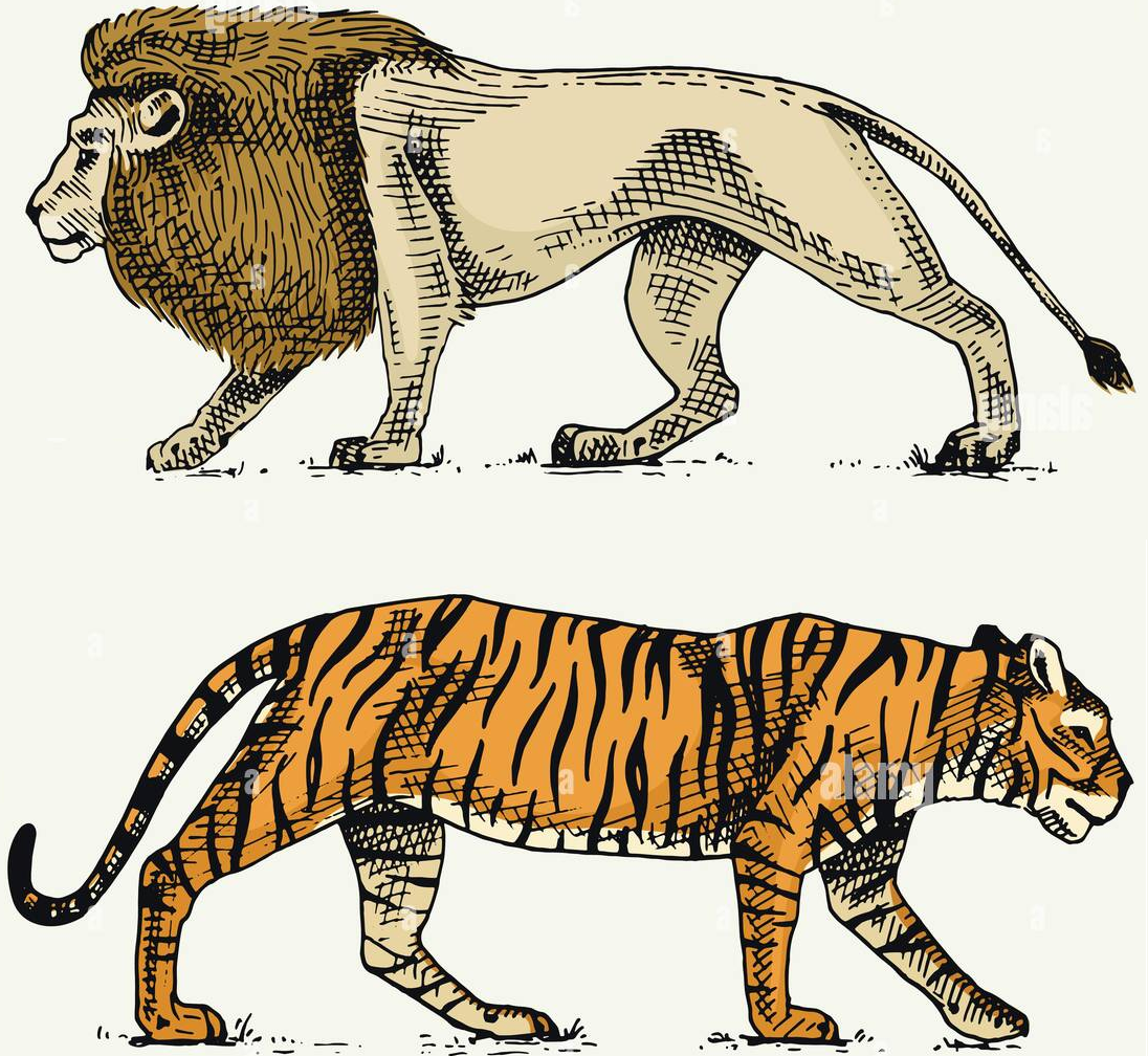 competencia por alimentos especies animales