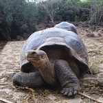 150px-geochelone_nigra1