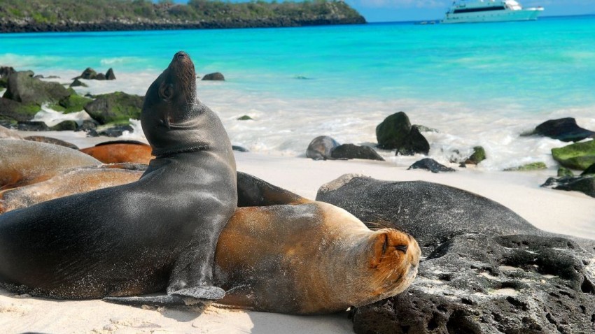 animales-islas-galapagos