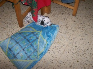 76565_1233970467384_1772851943_420367_5994092_n