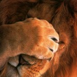 lion!