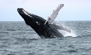 web-ballena-copy