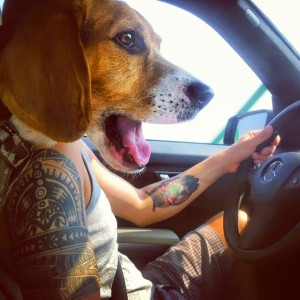 Driving dog!