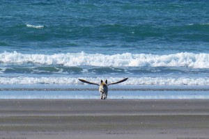 pics-dogbird-perfect-beach-timing