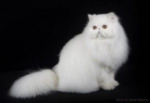 PersianCatColorWhite13