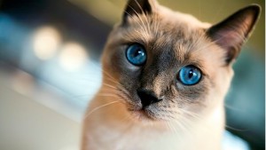 Siamese-Cat
