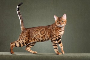 bengal3