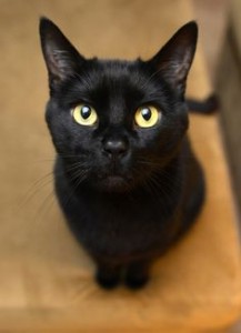 bombay cat