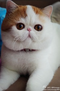 exotic shorthaur