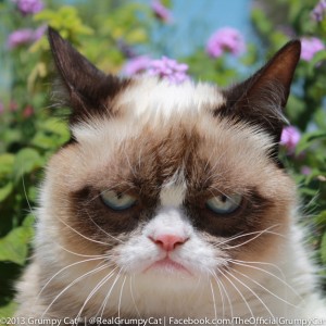 Grumpy cat