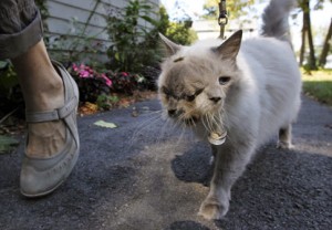 In this Wednesday, Sept. 28, 2011 photo, a cat with two faces, named Frank and Louie, is walked by the cat's owner for  the purpose of being photographed at their home in Worcester, Mass. The animal is known as a Janus cat, named for the figure in Roman mythology with two faces on one head. The owner, who identified herself only as Marty, calls the face on the left Frank, while the face on the right she identifies as Louie. (AP Photo/Steven Senne)   Original Filename: Two Faced Cat.JPEG-0c409.jpg