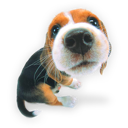 puppy-1-icon