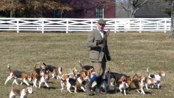 shakertown-beagles-1-2010