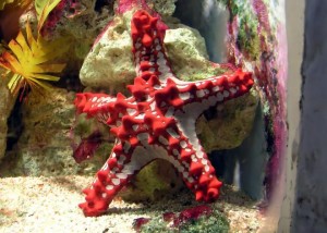 Red-knobbed_starfish_arp