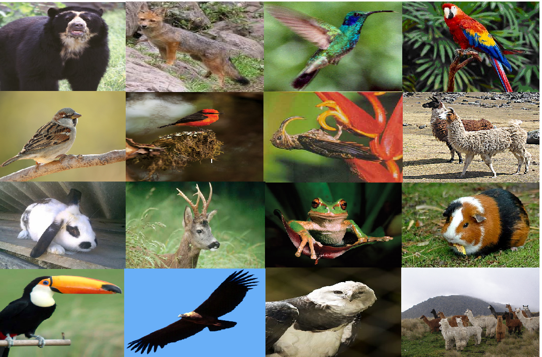 FAUNA DEL ECUADOR Primero Ecuador The Best Porn Website