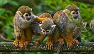 Brasil-intenta-reproduccion-in-vitro-de-monos-ardilla