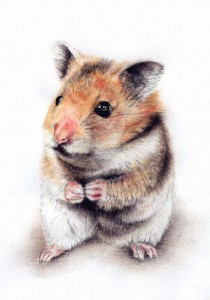lovely_little_hamster_by_hippylady-d1itnq9