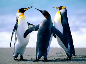 Los pinguinitos