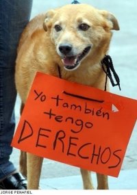 perro