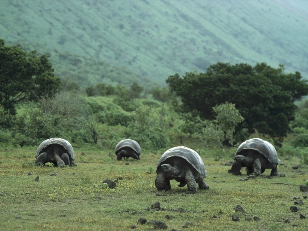 tortugas20gigantes