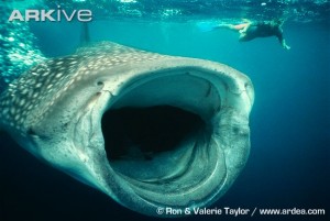 whale-shark-feeding