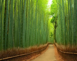Este hermoso bosque ubicado en kyoto, japón es un bosque de bambú con un área de mas de 16km² un lugar fascinante no solo por su belleza natural si no por los sonidos naturales que produce el viento al chocar con el bambú.