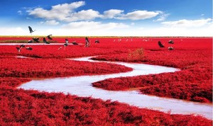 Esa increíble playa roja se encuentra ubicada en la ciudad de Panjin en china, su extraña apariencia se debe a un tipo de alga que crece en su suelo, su color se empieza a notar en primavera y el resto del año se mantiene verde.