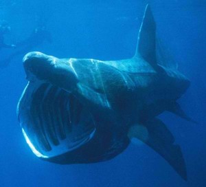 basking-shark1