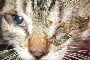 rinotraqueitis-felina