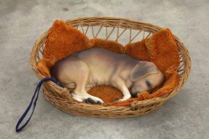 beagle-in-a-basket
