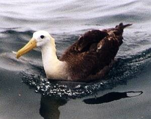 albatroz