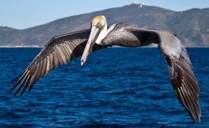 pelicano marron