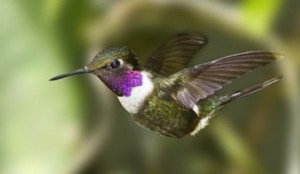 1-mindo-hummingbird