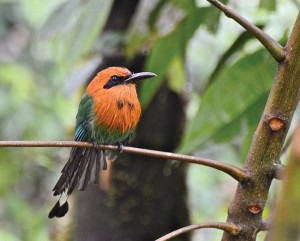 Birds-of-Paradise---Ecuador---Andes