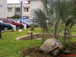 tortuga de galapagos