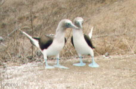 "Patas azules" Isla de la Plata... Manabí
