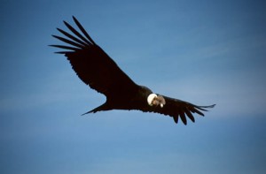 condor_andino_libertad