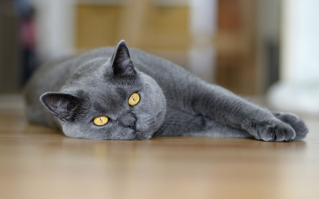 ¿Los gatos pueden ver espiritus? – SUCESOS PARANORMALES