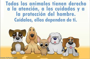 tarjetas-postales-tarjeta-de-cuidado-de-los-animales--635092240065324892