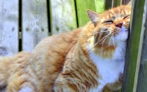 descargar-pack-fondos-de-pantalla-animales-en-hd-649
